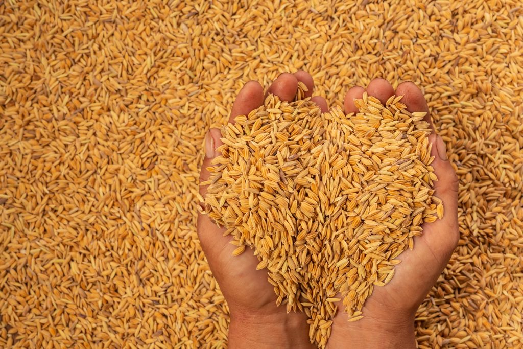 paddy in the hands of men with a paddy - Agroalimentare Rubino