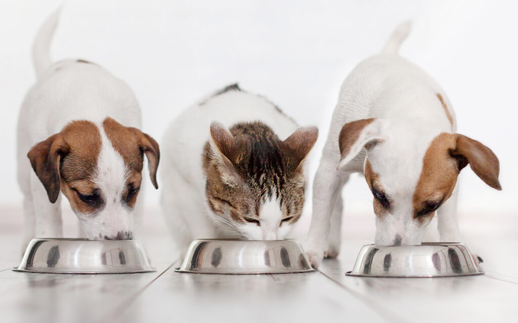pet cani e gatti che mangiano - Agroalimentare Rubino