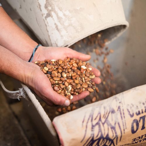 Chi siamo - Agroalimentare Rubino agroalimentare rubino - mani tengono cereali